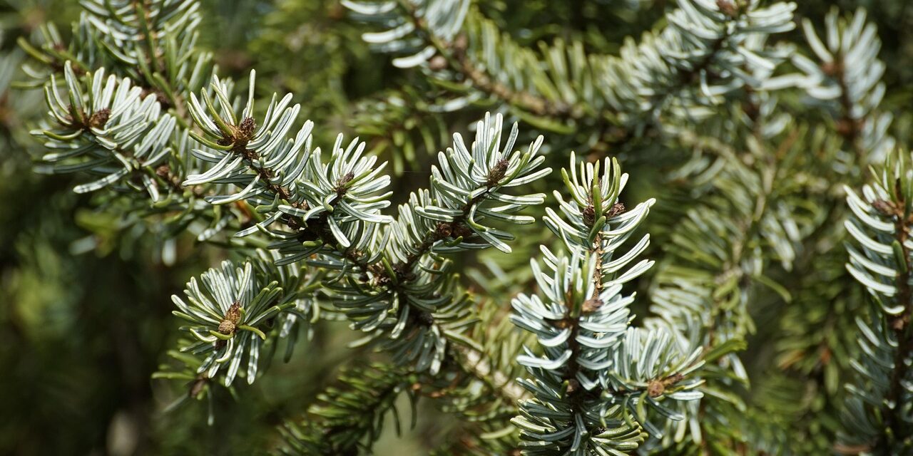 g6a43e02b7ec225637ee5c54cfae334904acd0d7f9e55acd6bf9023631bc0c4d77f3d9df250856ab6831c79bdaeff6ba2_1280